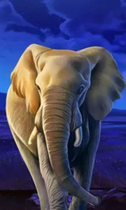 African Elephant